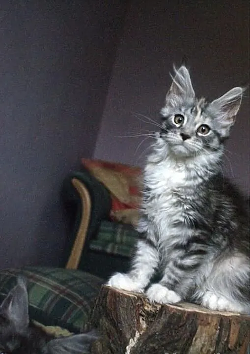 Koteczka maine coon