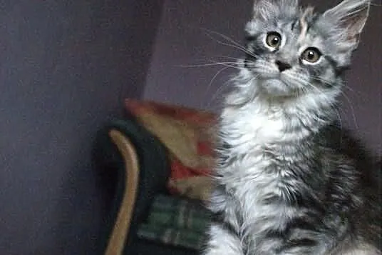 Koteczka maine coon