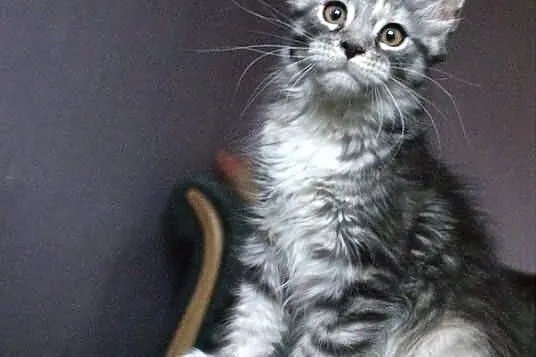 Koteczka maine coon