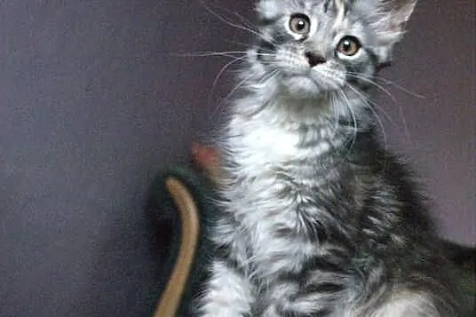 Koteczka maine coon