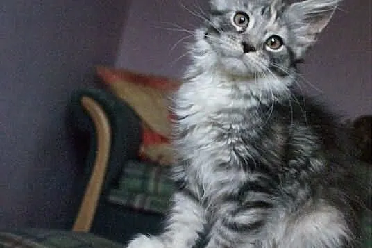 Koteczka maine coon