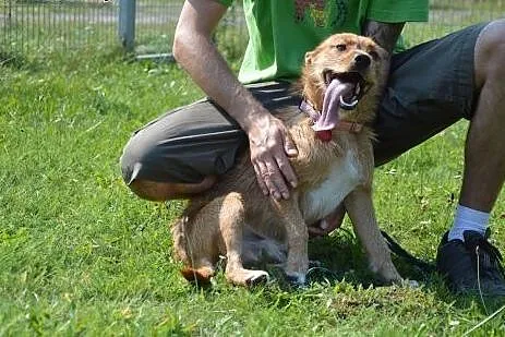 Uroczy, kochany Roni czeka na troskliwy dom!,  wielkopolskie Poznań