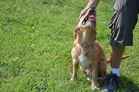 Uroczy, kochany Roni czeka na troskliwy dom!,  wie