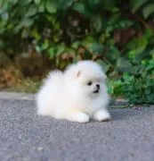 pomeraniana dostępne ???? Piękny, puszysty pomeranian
