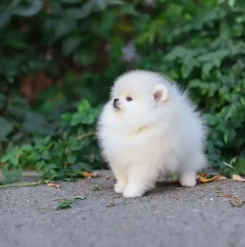 pomeraniana dostępne ???? Piękny, puszysty pomeranian, Pomorskie, Gdańsk