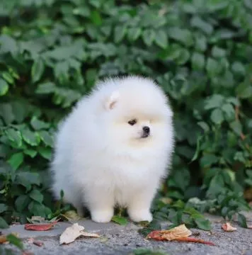 pomeraniana dostępne ???? Piękny, puszysty pomeranian, Pomorskie, Gdańsk