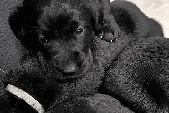 Labrador retriever, Małopolskie, Słopnice
