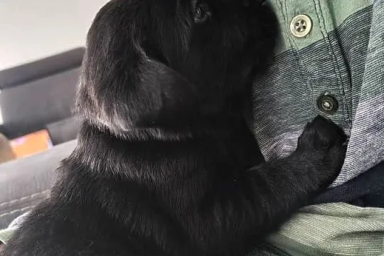 Labrador retriever, Małopolskie, Słopnice