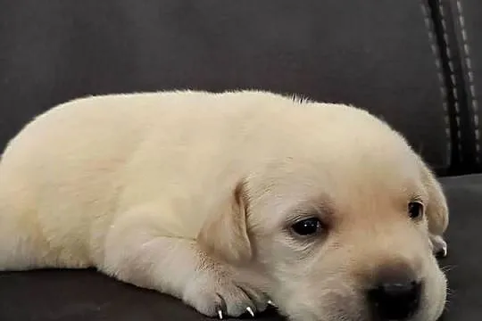 Labrador retriever, Małopolskie, Słopnice