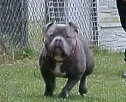 American Bully Mr.Major UKC/EBKC krycie 38cm.