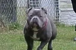 American Bully Mr.Major UKC/EBKC krycie 38cm.