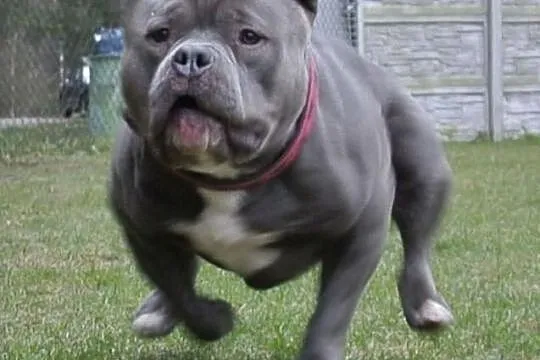 American Bully Mr.Major UKC/EBKC krycie 38cm.