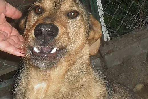 Ocal Łazarza młodego psa kochającego ludzi i dziec