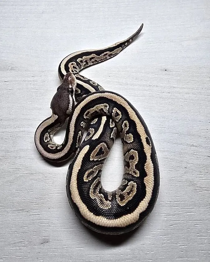 Wąż pyton królewski, python regius samica, Dolnośląskie, Wrocław