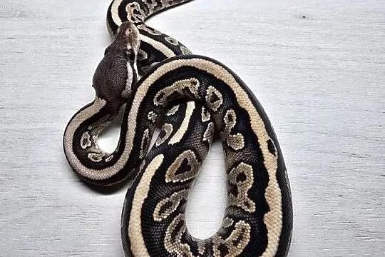 Wąż pyton królewski, python regius samica, Dolnośląskie, Wrocław