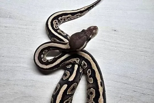 Wąż pyton królewski, python regius samica, Dolnośląskie, Wrocław