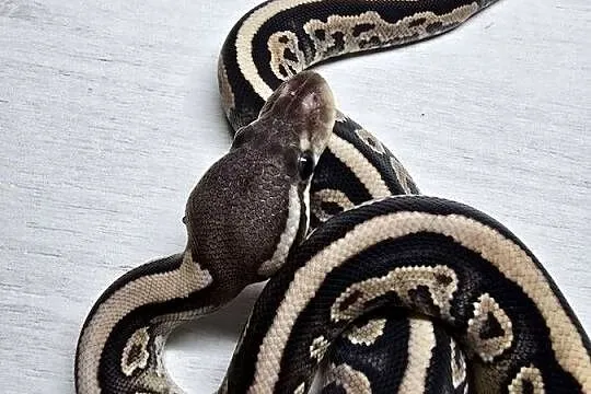 Wąż pyton królewski, python regius samica, Dolnośląskie, Wrocław