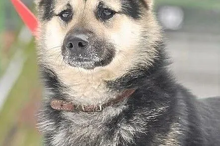 Fanta szuka domu
