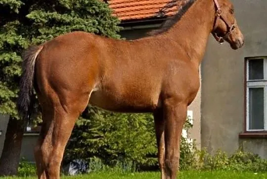 Sprzedam rocznego odsadka klaczka, , 