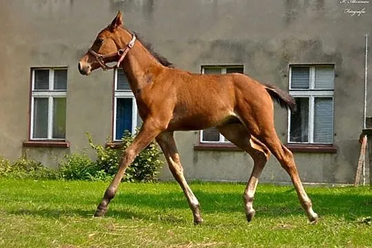 Sprzedam rocznego odsadka klaczka, , 