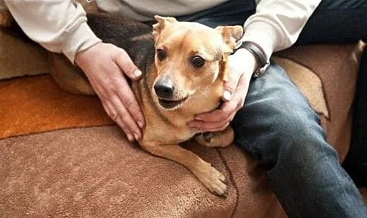 Adoptuj Zenonka, szuka domku, pomorskie Gdańsk