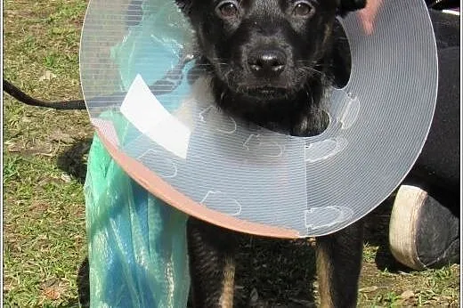 4 mies. GRINGO psia bida poleca się do adopcji,  mazowieckie Warszawa
