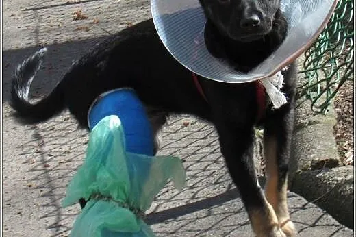 4 mies. GRINGO psia bida poleca się do adopcji,  m