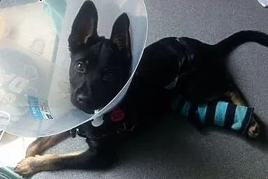 4 mies. GRINGO psia bida poleca się do adopcji,  m