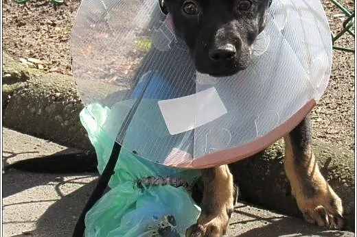 4 mies. GRINGO psia bida poleca się do adopcji,  m