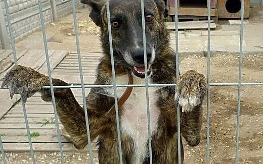 Arizonka do adopcji - piękna, niezwykła, towarzysk