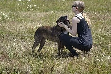 Arizonka do adopcji - piękna, niezwykła, towarzysk