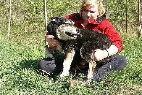 Czesio, starszy psiak szuka domu!