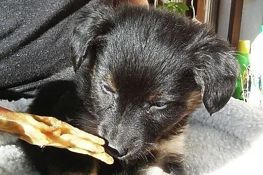 Puchaty chłopczyk ma 8 tygodni, tylko w dobre recę