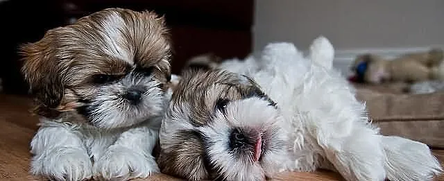 SHIH-TZU Śliczne rodowód ZKwP FCI