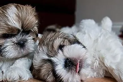 SHIH-TZU Śliczne rodowód ZKwP FCI