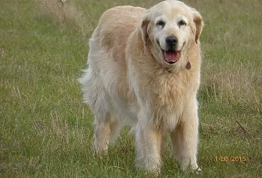 Golden Retriever NENA - do adopcji, mazowieckie N