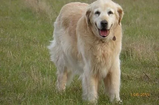 Golden Retriever NENA - do adopcji, mazowieckie Nowy Dwór Mazowiecki