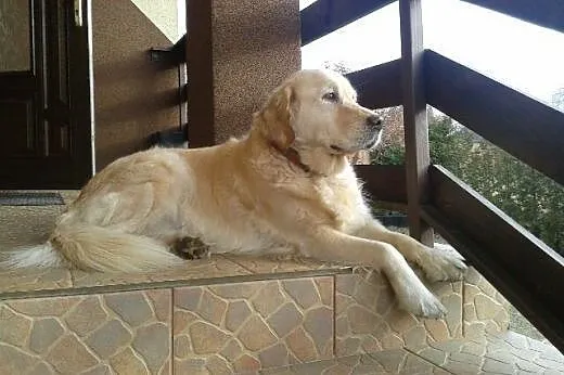 Golden Retriever NENA - do adopcji,  mazowieckie N