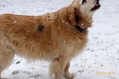 Golden Retriever NENA - do adopcji,  mazowieckie N