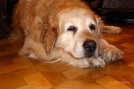 Golden Retriever NENA - do adopcji,  mazowieckie N