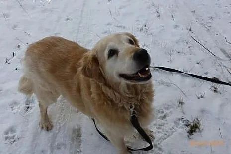 Golden Retriever NENA - do adopcji,  mazowieckie N