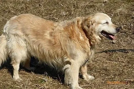 Golden Retriever NENA - do adopcji,  mazowieckie N