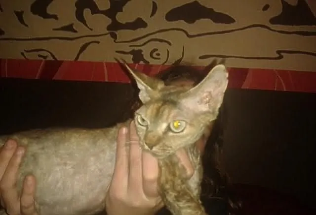 Szylkretowa koteczka Devon Rex- 1,5 ROKU
