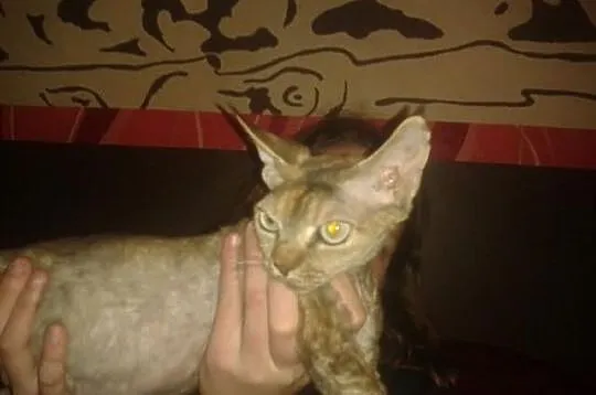 Szylkretowa koteczka Devon Rex- 1,5 ROKU