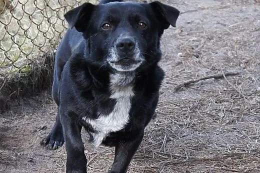 Micio-Krawatka  malutki i cichutki  szuka rodziny,