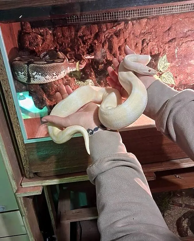Wąż pyton królewski albino samiec, Podkarpackie, Przeworsk