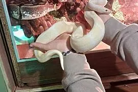 Wąż pyton królewski albino samiec
