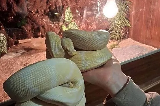 Wąż pyton królewski albino samiec, Podkarpackie, Przeworsk
