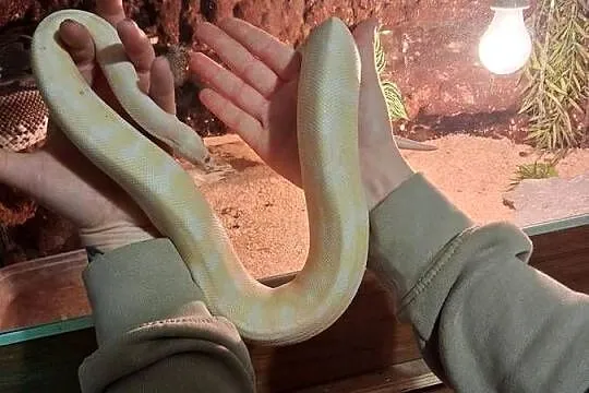 Wąż pyton królewski albino samiec, Podkarpackie, Przeworsk