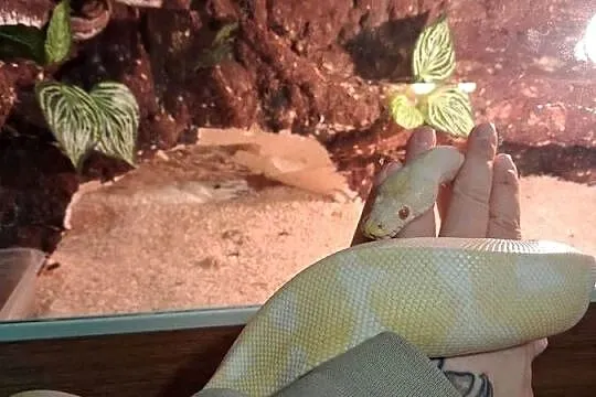 Wąż pyton królewski albino samiec, Podkarpackie, Przeworsk